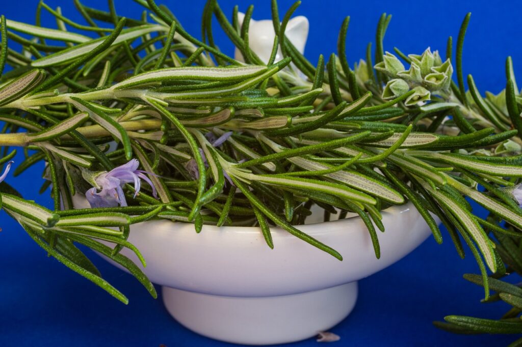 rosemary, culinary herbs, herbs-1409063.jpg